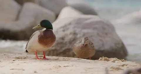 USPA Mallard Pair On Sand. nature visual reference, composition and color reference.