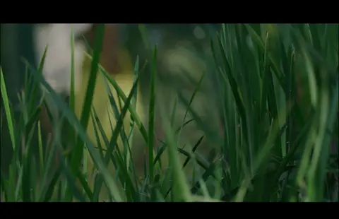 USPA Sunlit Grass Macro. nature visual reference, composition and color reference.