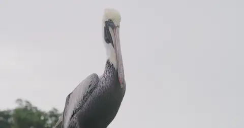 USPA Pelican Coastal Portrait. nature visual reference, composition and color reference.