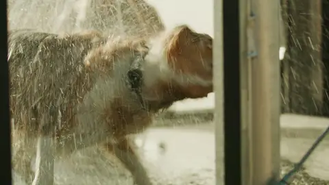 Dog-at-window lifestyle moment is warm but softened by dirty glass and motion.