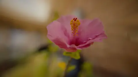Strong pink flower macro with clear subject and simple color read.