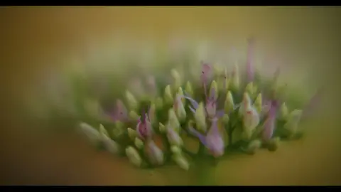 Usable macro flower cluster, but not as clean as the pink flower frame.