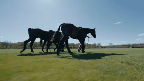Handlers lead brown horses across a sunlit field as their legs and shadows move through a low side view.