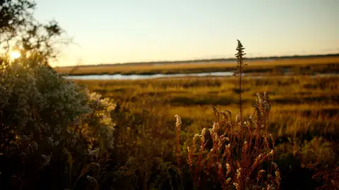 Golden marsh plants catch low sunlight with calm water and wetlands in the distance.