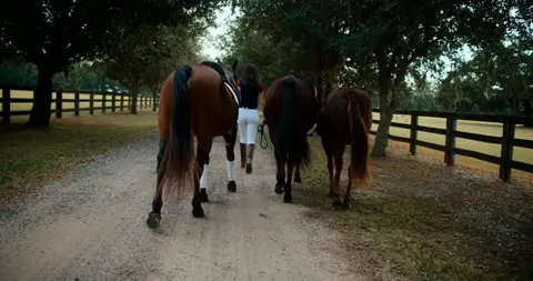 Three horses walk away down a tree-lined lane beside dark wooden fencing.