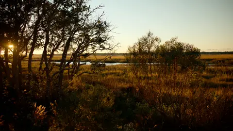 Warm low sunlight passes through trees and spreads across a coastal marsh.